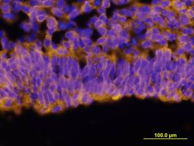 Protogenin antibody in Mouse Neural Tube by Immunohistochemistry (IHC-Fr).