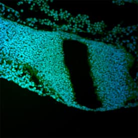 Protogenin antibody in Mouse Embryo by Immunohistochemistry (IHC-Fr).