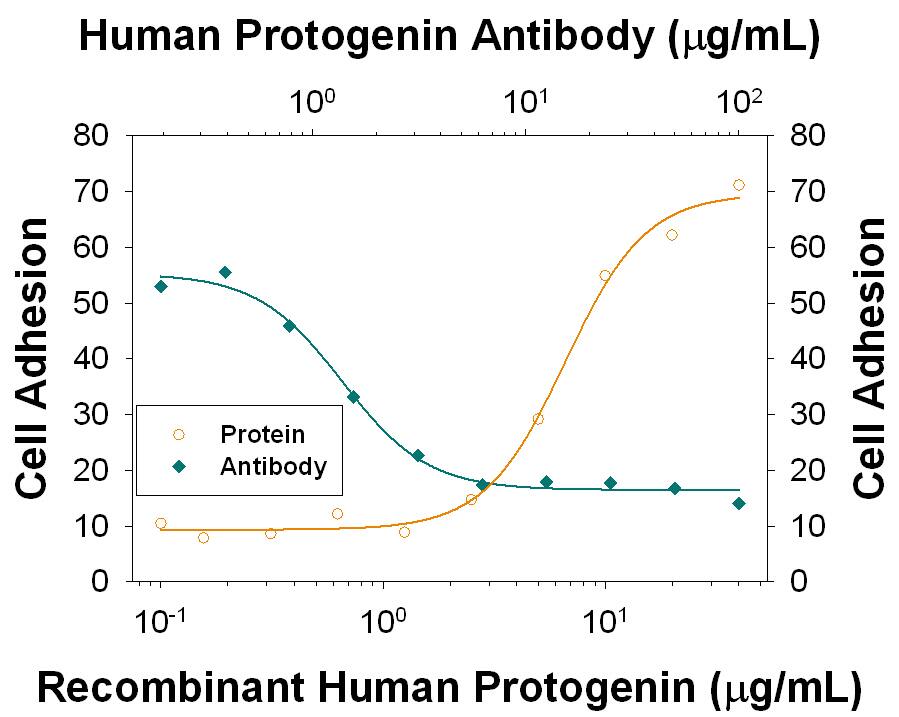 Adhesion Induced by Protogenin and Neutralization by Human Protogenin Antibody.