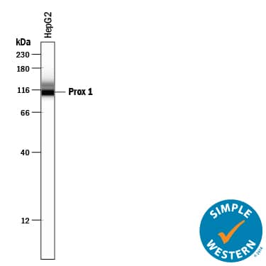 Detection of Human Prox1 antibody by Simple WesternTM.