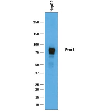 Detection of Human Prox1 antibody by Western Blot.