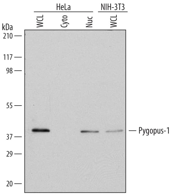 Detection of Human and Mouse Pygopus-1 antibody by Western Blot.