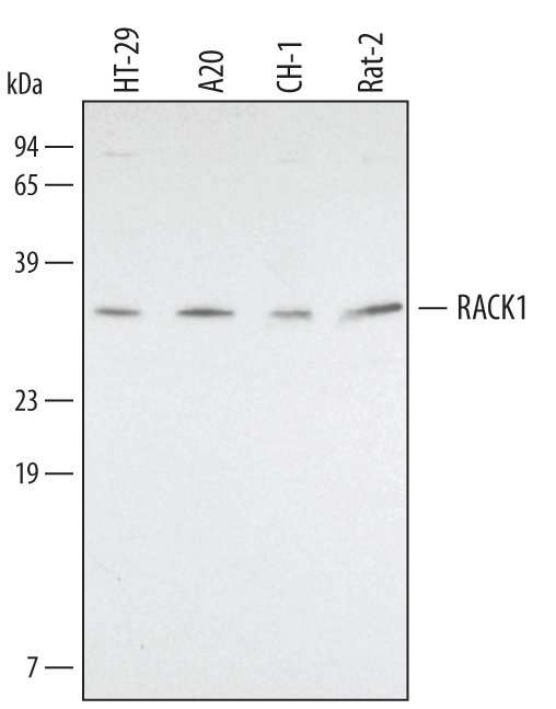 Detection of Human/Mouse/Rat RACK1 antibody by Western Blot.