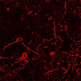 RAGE antibody in Mouse Brain by Immunohistochemistry (IHC-Fr).