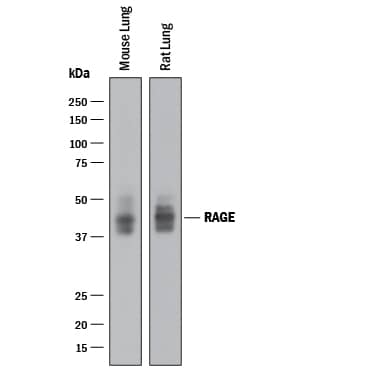 Detection of Mouse and Rat RAGE antibody by Western Blot.