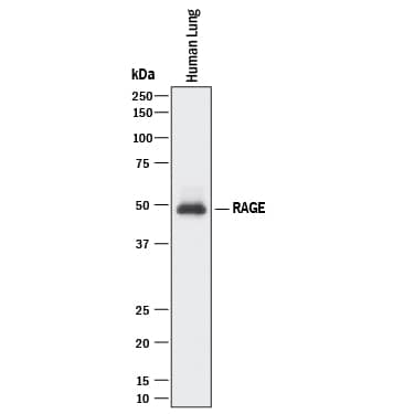 Detection of Human RAGE antibody by Western Blot.