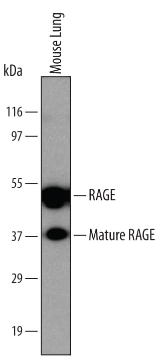 Detection of Mouse RAGE antibody by Western Blot.