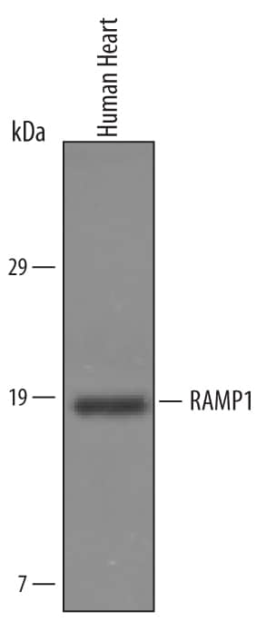 Detection of Human RAMP1 antibody by Western Blot.