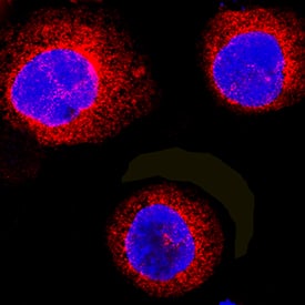 RASSF2 antibody in U937 Human Cell Line by Immunocytochemistry (ICC).