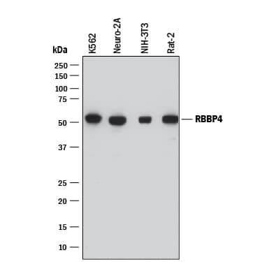 Detection of Human, Mouse, and Rat RBBP4 antibody by Western Blot.