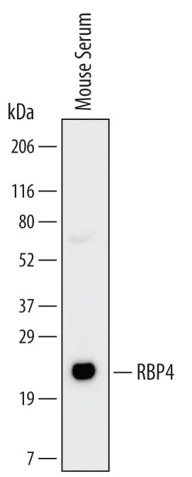 Detection of Mouse RBP4/Retinol-Binding Protein 4 antibody by Western Blot.