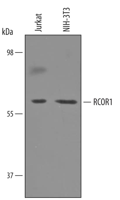 Detection of Human and Mouse RCOR1/CoREST antibody by Western Blot.