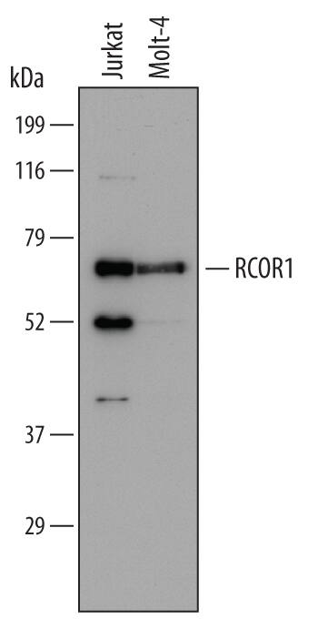 Detection of Human RCOR1/CoREST antibody by Western Blot.