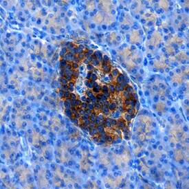 RFX6 antibody in Human Pancreas by Immunohistochemistry (IHC-P).