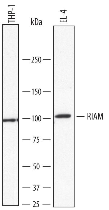 Detection of Human and Mouse RIAM/APBB1IP antibody by Western Blot.