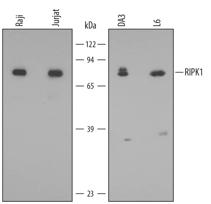 Detection of Human/Mouse/Rat RIPK1/RIP1 antibody by Western Blot.