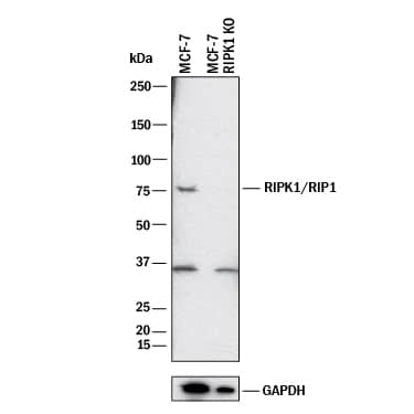 Western Blot Shows Human RIPK1/RIP1 Antibody Specificity by Using Knockout Cell Line.