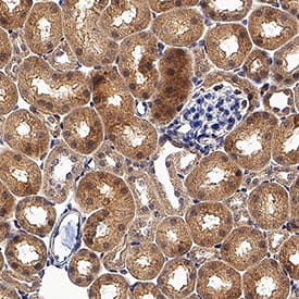 RIPK4/RIP4 antibody in Mouse Kidney by Immunohistochemistry (IHC-Fr).