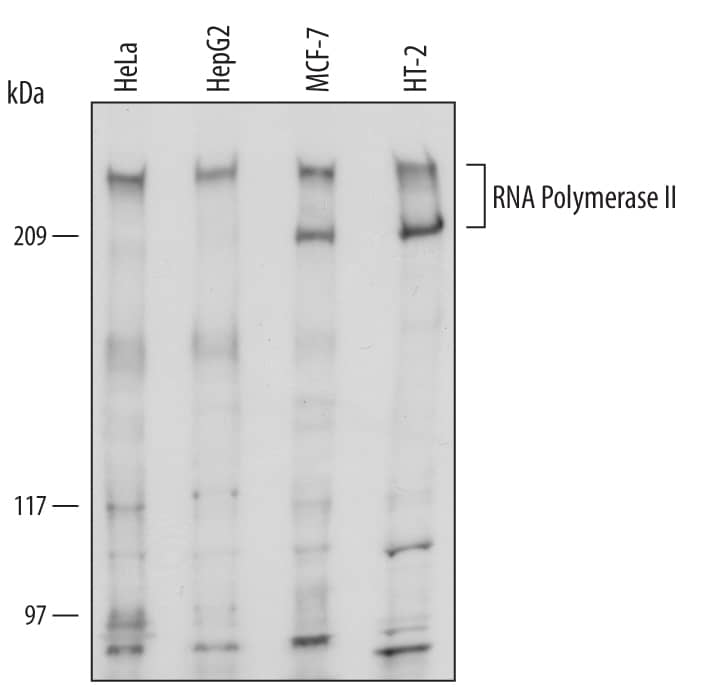 Detection of Human and Mouse RNA Polymerase II/-POLR2A antibody by Western Blot.