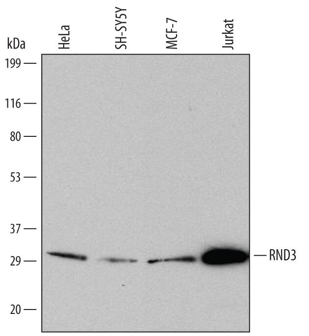 Detection of Human RND3 antibody by Western Blot.