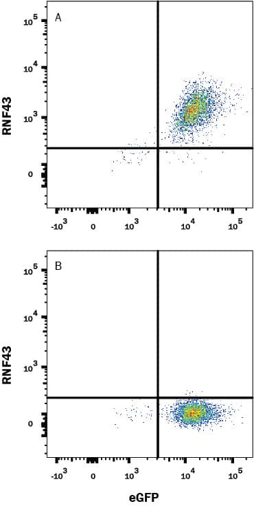 Detection of RNF43 antibody in HEK293 Human Cell Line Transfected with Human RNF43 and eGFP antibody by Flow Cytometry.