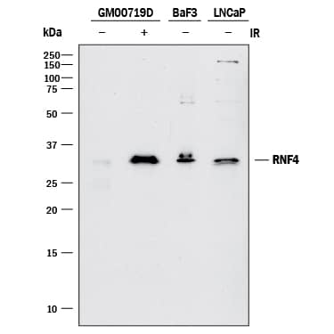 Detection of Human RNF4 antibody by Western Blot.