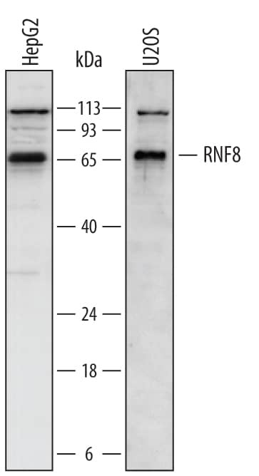 Detection of Human RNF8 antibody by Western Blot.