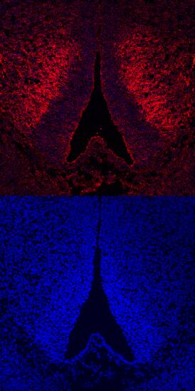 ROBO3 antibody in Mouse Embryo by Immunohistochemistry (IHC-Fr).