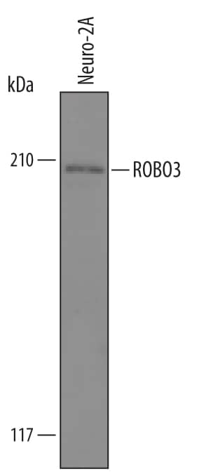 Detection of Mouse ROBO3 antibody by Western Blot.