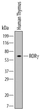 Detection of Human ROR?/RORC/NR1F3 antibody by Western Blot.