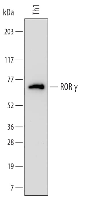 Detection of Human ROR?/RORC/NR1F3 antibody by Western Blot.