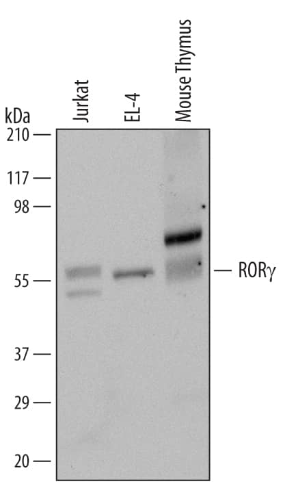 Detection of Human and Mouse ROR?/NR1F3 antibody by Western Blot.