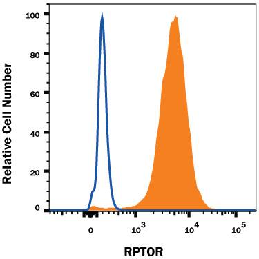 Detection of RPTOR antibody in HeLa Human Cell Line antibody by Flow Cytometry.