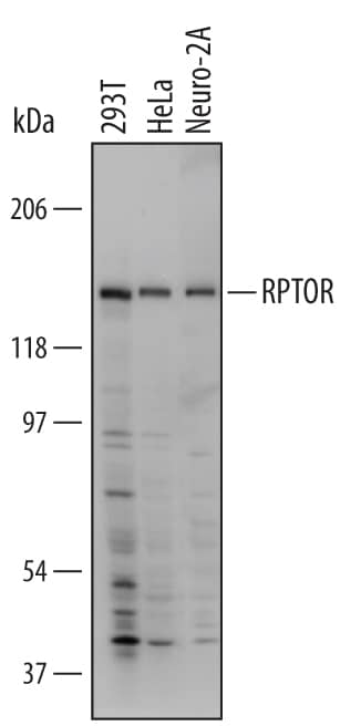 Detection of Human and Mouse RPTOR antibody by Western Blot.