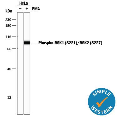 Detection of Human Phospho-RSK1 (S221)/RSK2 (S227) antibody by Simple WesternTM.