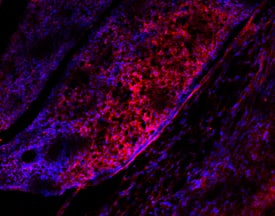 R-Spondin 1 antibody in Mouse Ovary by Immunohistochemistry (IHC-Fr).