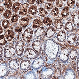 RTTN antibody in Human Stomach by Immunohistochemistry (IHC-P).