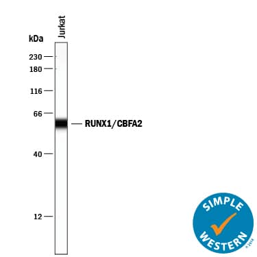 Detection of Human RUNX1/CBFA2 antibody by Simple WesternTM.