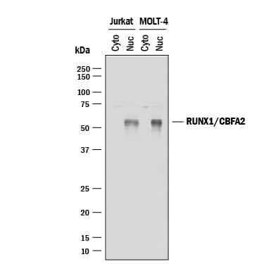 Detection of Human RUNX1/CBFA2 antibody by Western Blot.