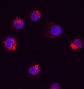 RUNX1/CBFA2 antibody in K562 Human Cell Line by Immunocytochemistry (ICC).