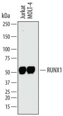 Detection of Human RUNX1/CBFA2 antibody by Western Blot.