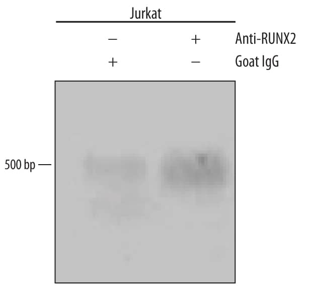 Detection of RUNX2/CBFA1-regulated Genes antibody by Chromatin Immunoprecipitation.