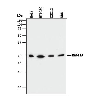 Detection of Human, Mouse, and Rat Rab11A antibody by Western Blot.