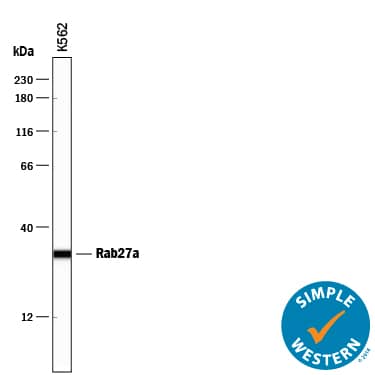 Detection of Human Rab27a antibody by Simple WesternTM.