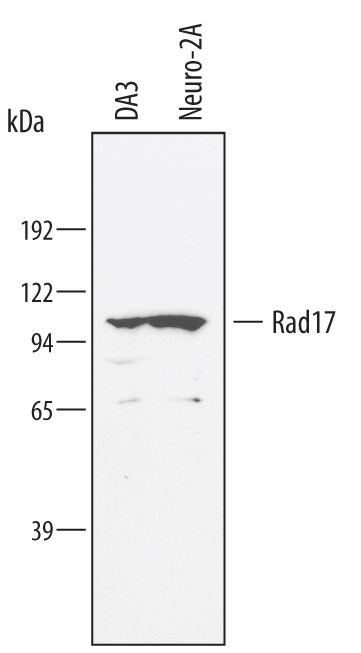 Detection of Mouse Rad17 antibody by Western Blot.