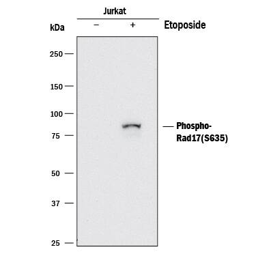 Detection of Human Phospho-Rad17 (S635) antibody by Western Blot.