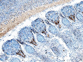 Rae-1 antibody in Mouse Embryo by Immunohistochemistry (IHC-Fr).