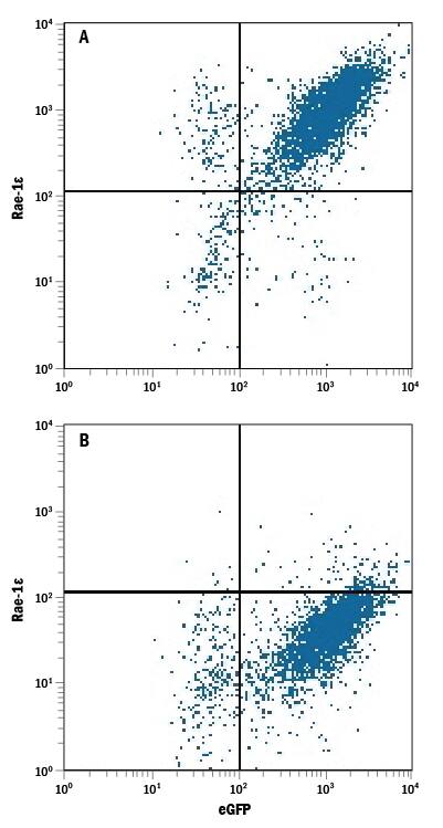 Detection of Rae-1e antibody in BaF3 Mouse Cell Line Transfected with Mouse Rae-1e and eGFP antibody by Flow Cytometry.