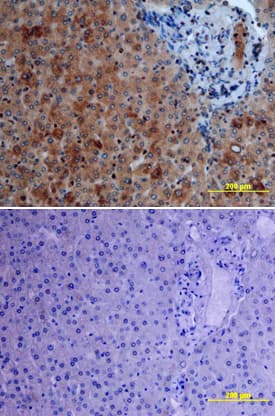 Raf-1 antibody in Human Liver by Immunohistochemistry (IHC-P).