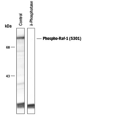 Detects Phospho-Raf‑1 (S301) by Western Blot.